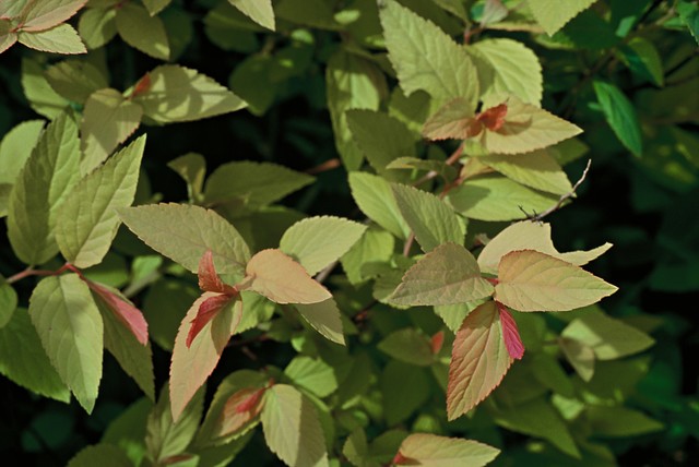 Spiraea japonica 'Goldflame' - Spierstruik