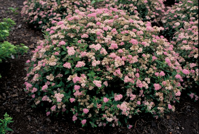 Spiraea japonica 'Little Princess' - Spierstruik