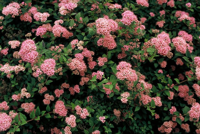 Spiraea japonica 'Nana' - Spierstruik
