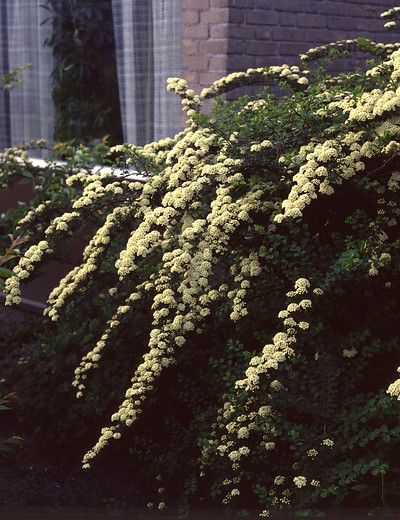 Spierstruik - Spiraea vanhouttei