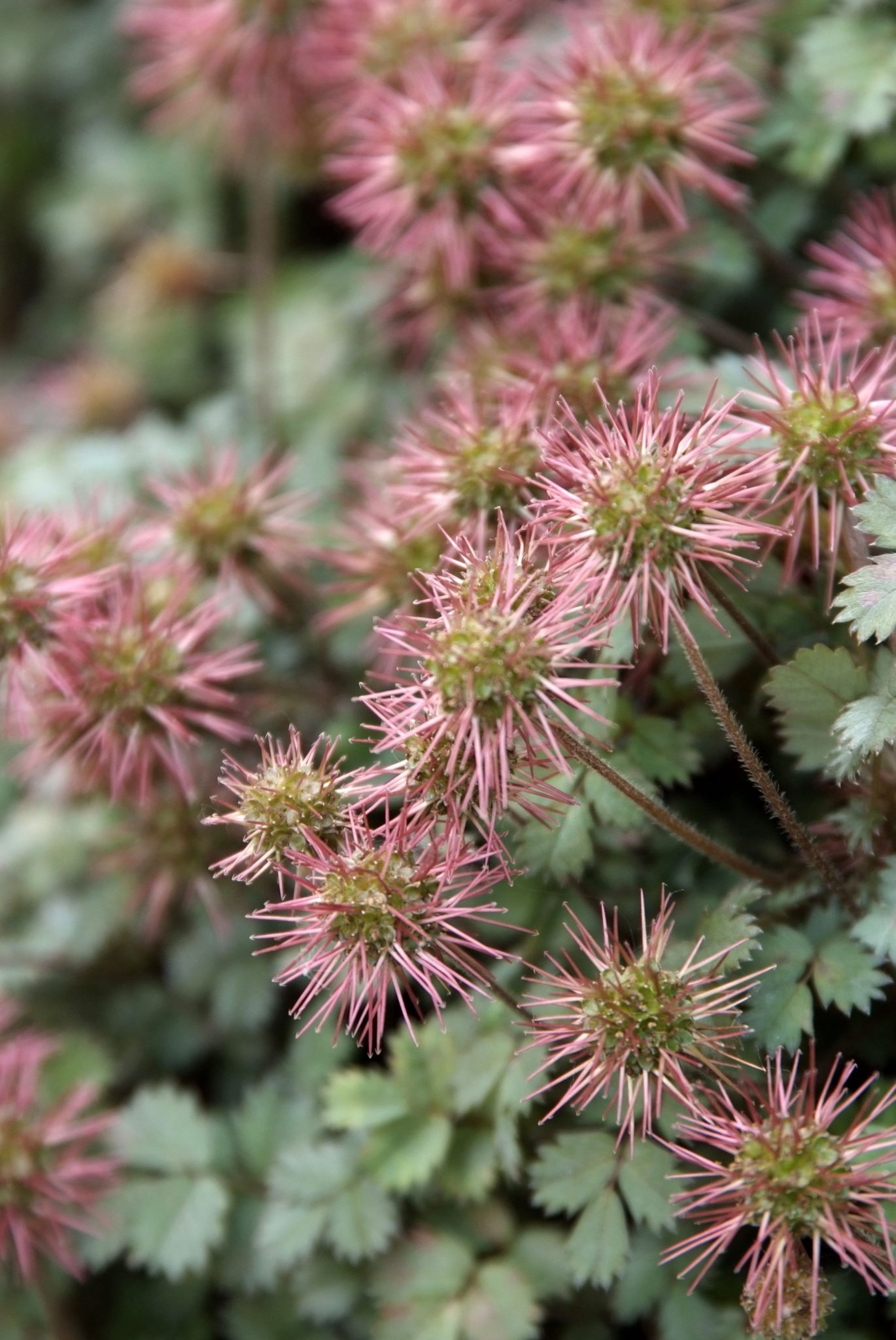Stekelnootje - Acaena microphylla