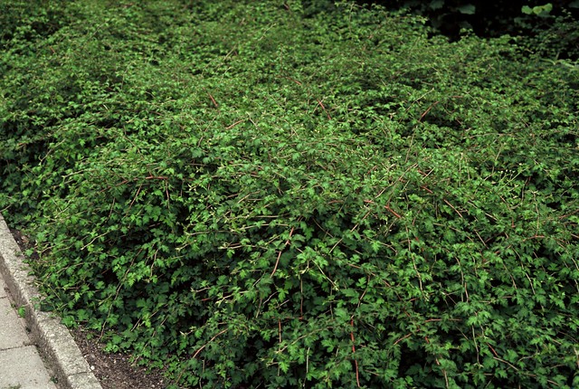 Stephanandra incisa 'Crispa' - Kransspirea