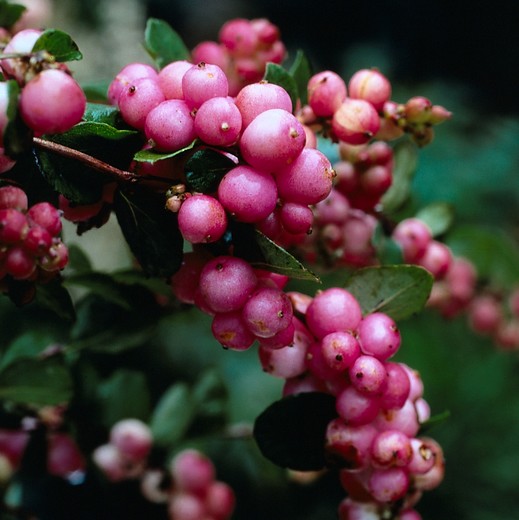 Symphoricarpos chenaultii 'Hancock' - Sneeuwbes