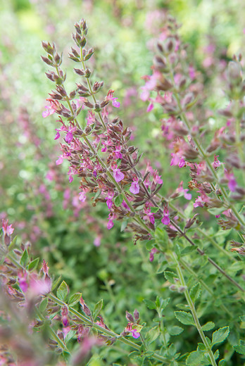 Gamander - Teucrium lucidrys