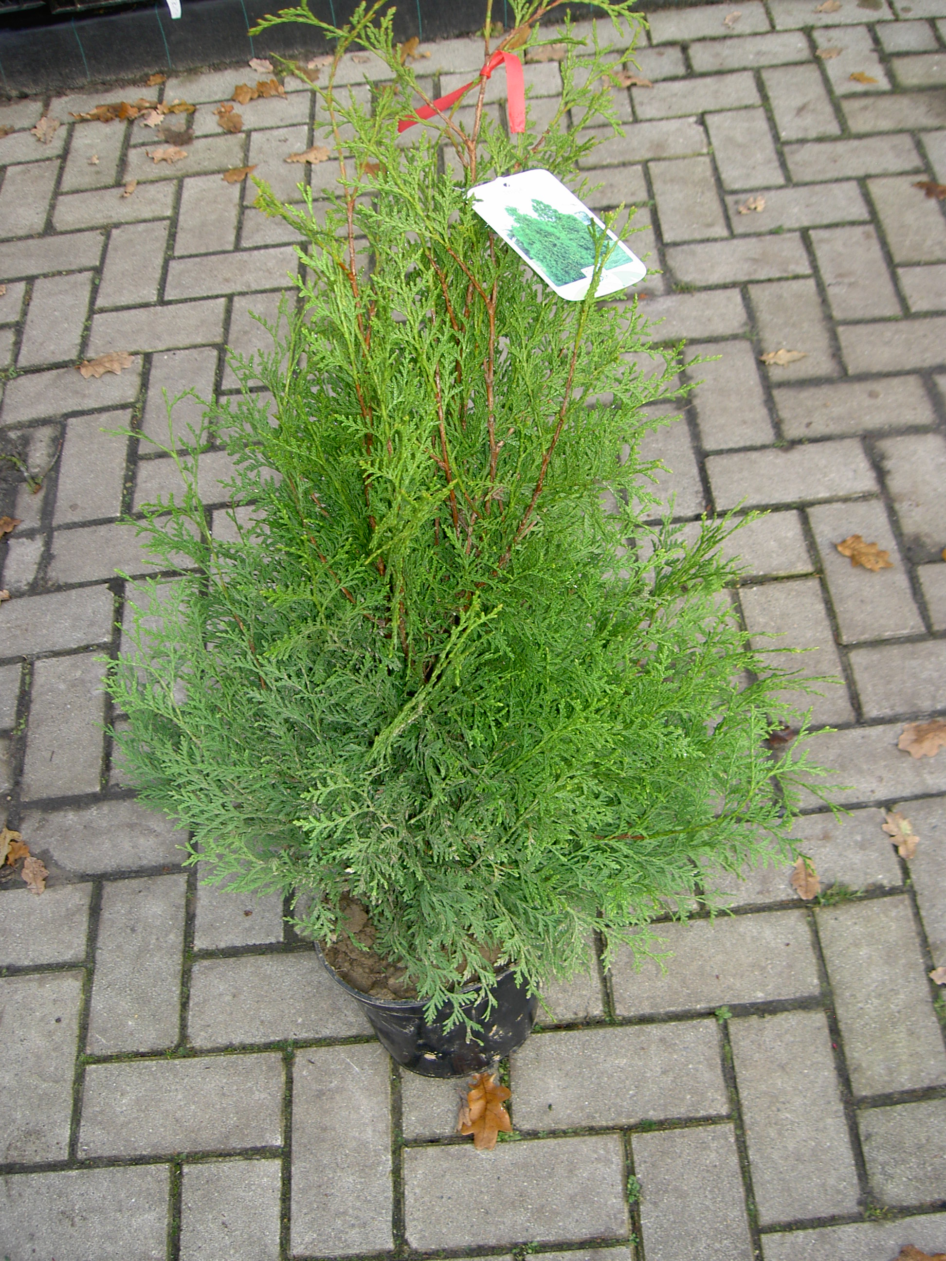 Conifeer - Thuja occ. 'Brabant' - Westerse levensboom