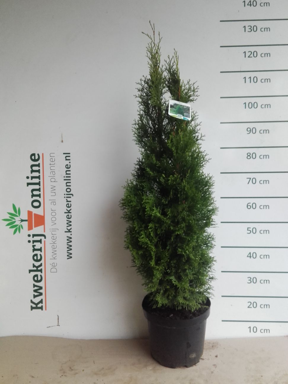 Conifeer - Thuja occidentalis 'Smaragd'