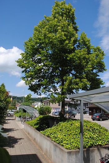 Linde - Tilia europea Pallida