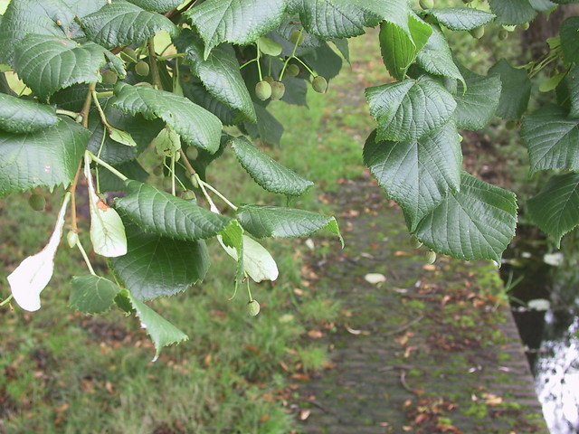 Zomerlinde - Tilia platyphyllos       