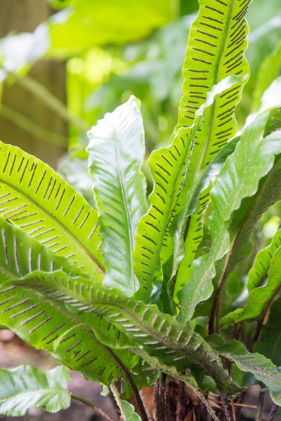 Tongvaren - Asplenium scolopendrium