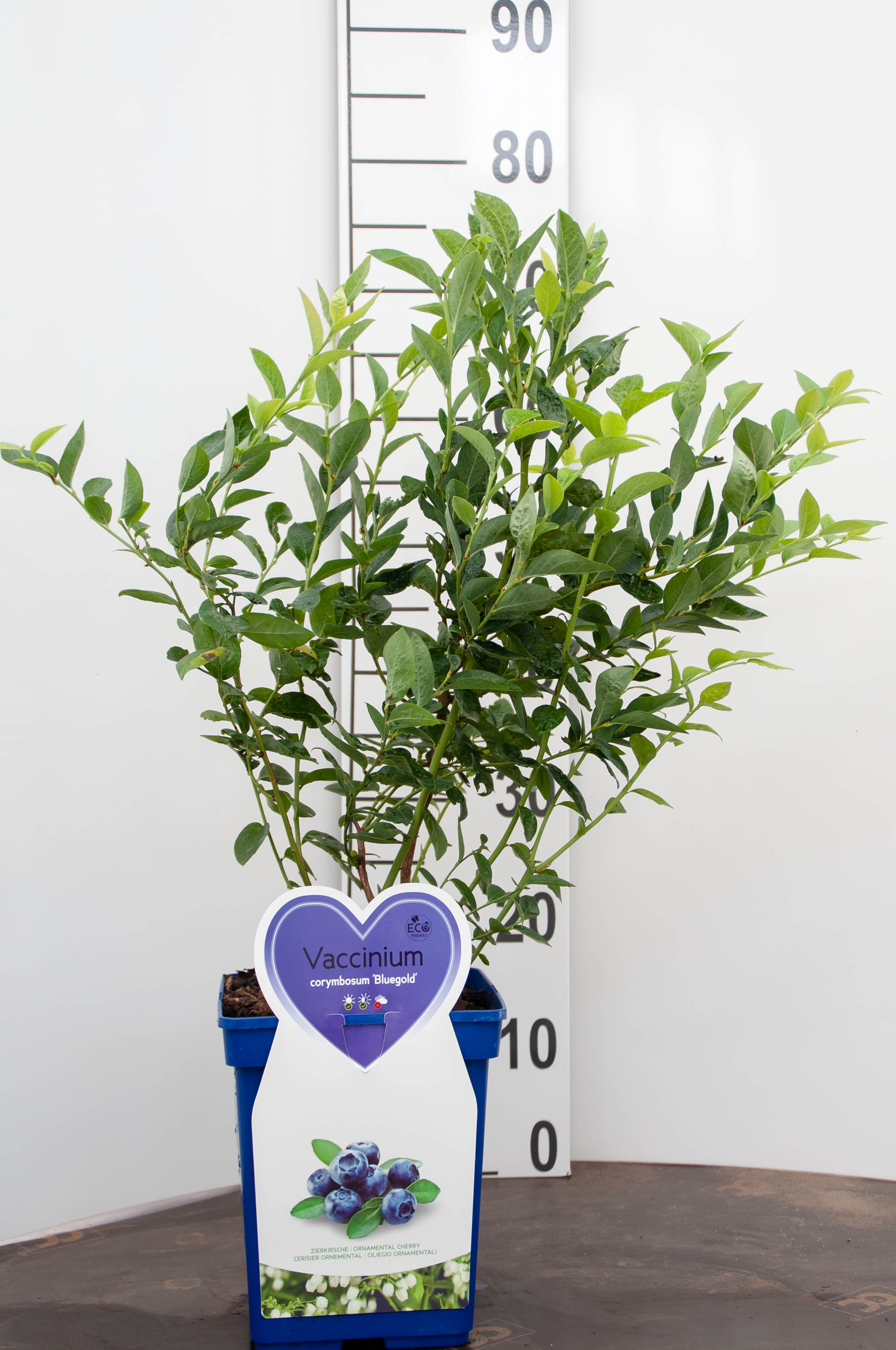 Bosbes - Vaccinium corymbosum Bluegold