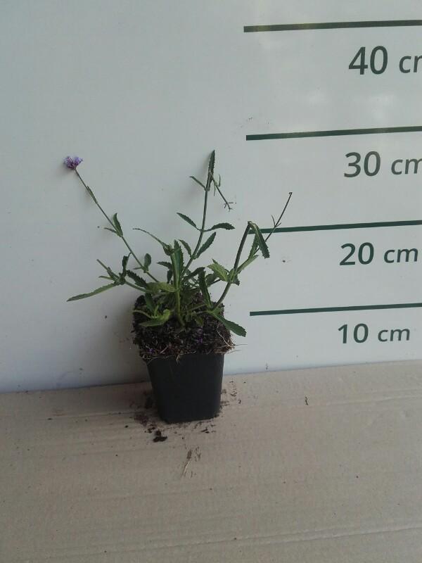 IJzerhard - Verbena 'Lollipop'