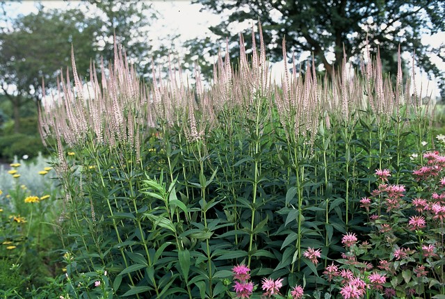 Ereprijs - Veronicastrum virginicum 'Roseum'