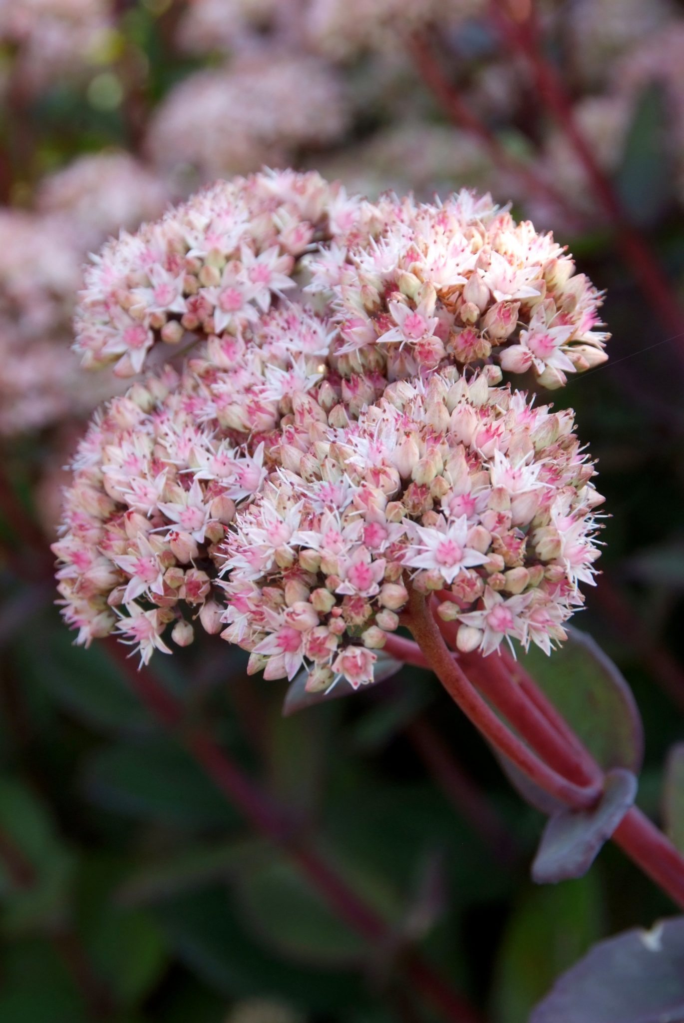 Vetkruid - Sedum sieboldii