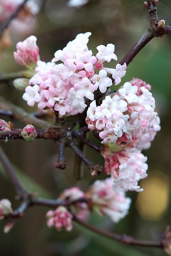 Sneeuwbal - Viburnum bodnantense Dawn