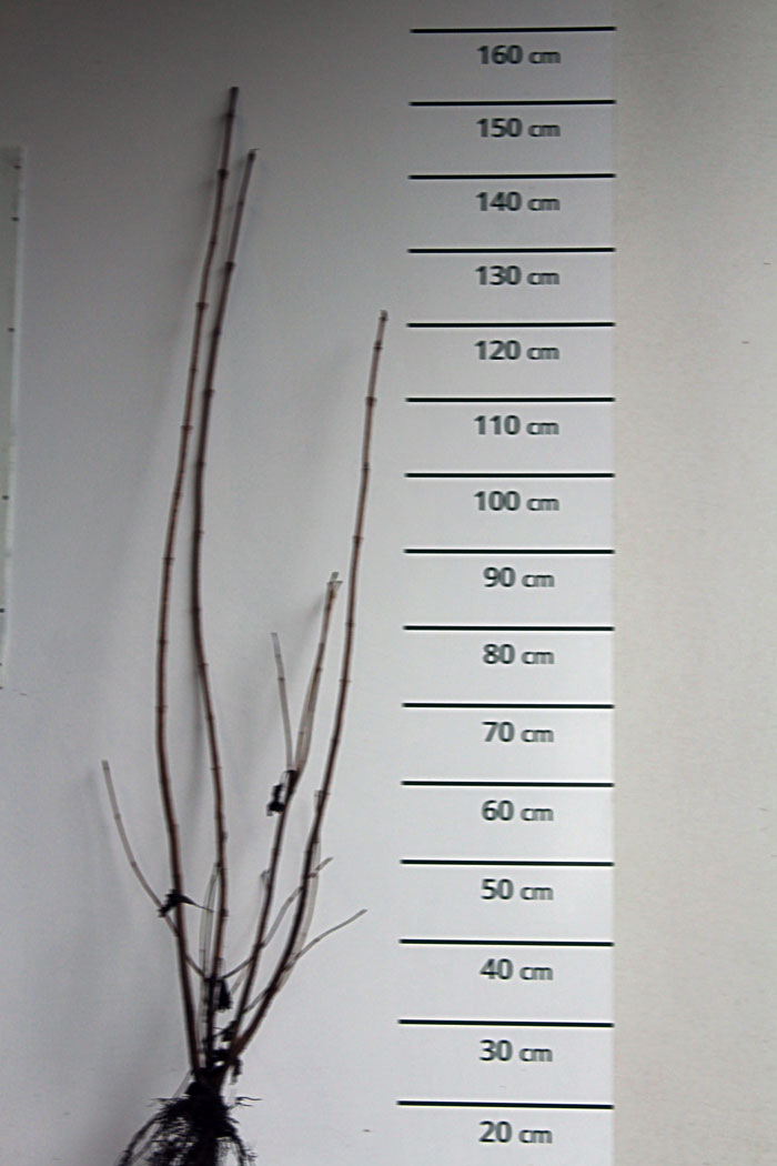 Gelderse roos - Viburnum opulus