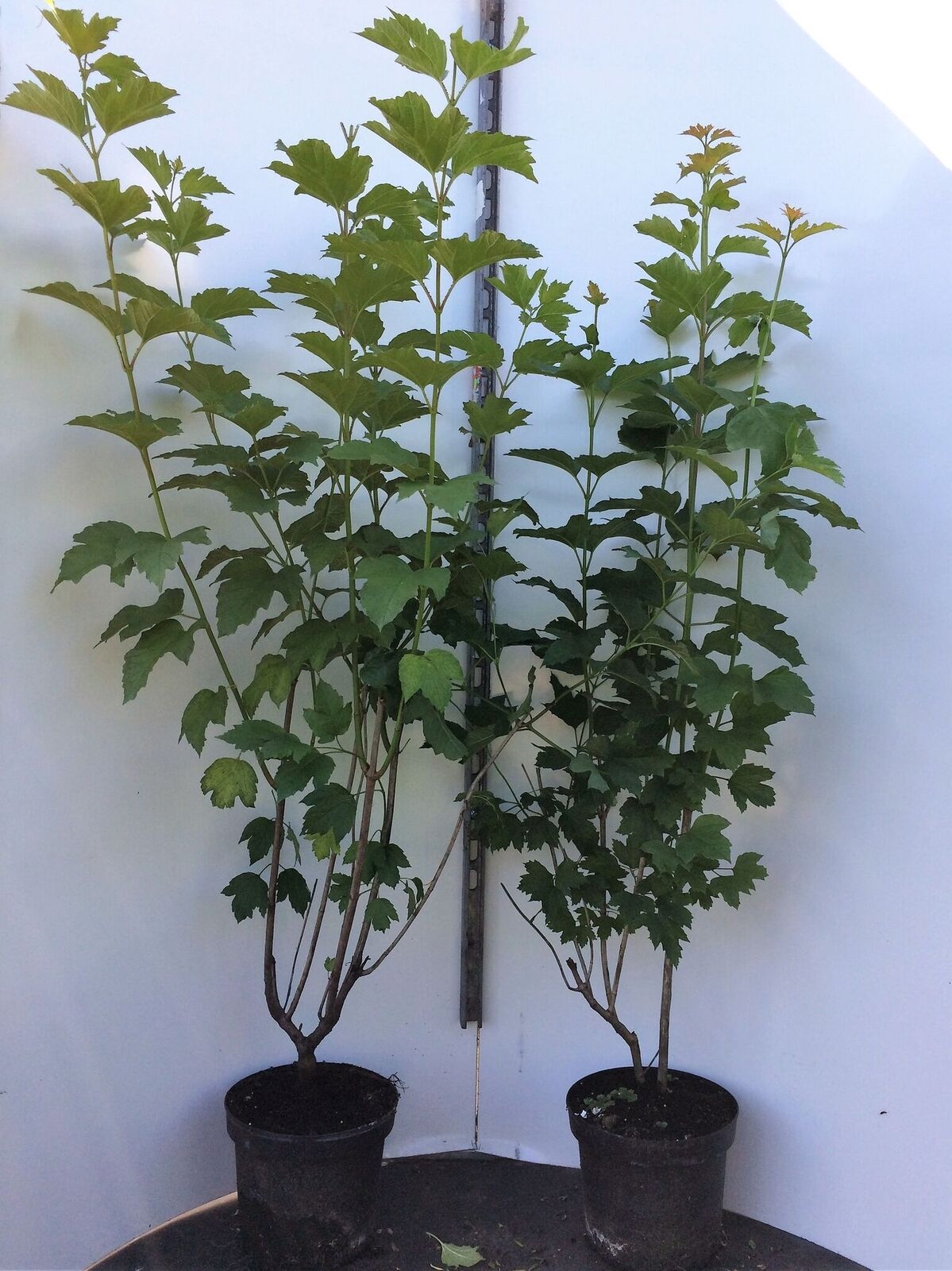 Gelderse roos - Viburnum opulus