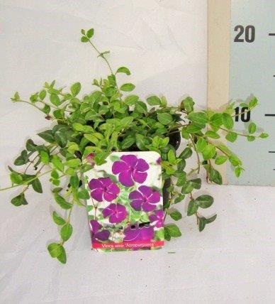 Maagdenpalm - Vinca minor 'Atropurpurea'