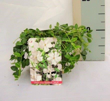 Maagdenpalm - Vinca minor 'Gertrude Jekyll'