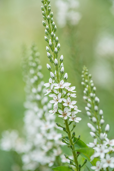 Wederik - Lysimachia clethroides