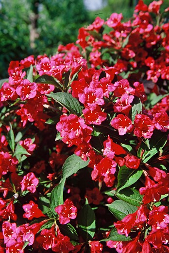 Weigelia - Weigela 'Bristol Ruby'