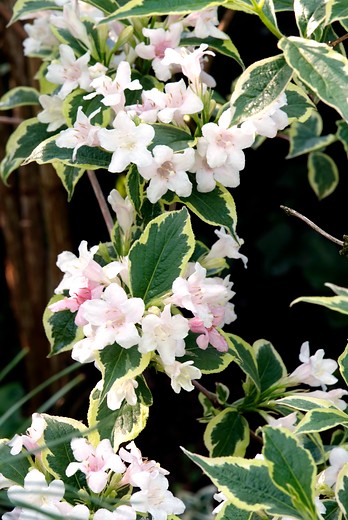 Weigelia flor. 'Variegata' - Weigela