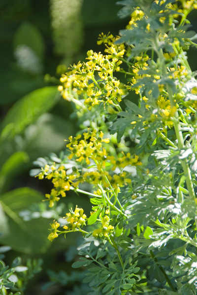 Wijnruit - Ruta graveolens