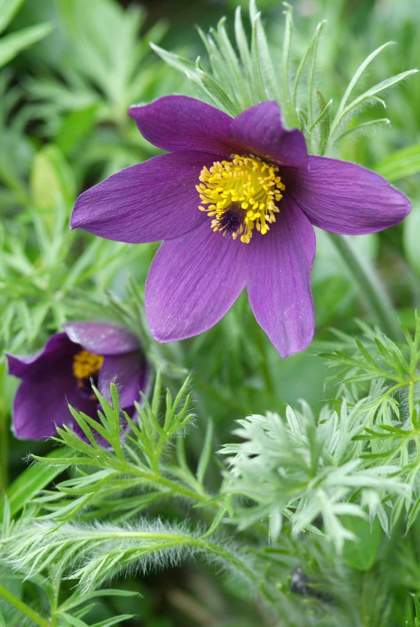Wildemanskruid - Pulsatilla vulgaris 'Röde Klokke' (Rubra)