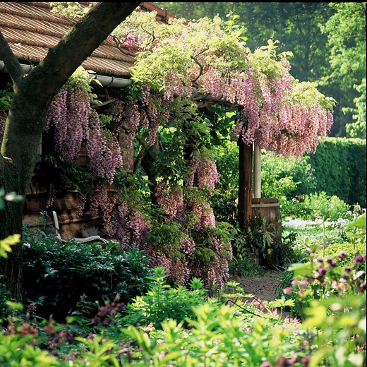 Wisteria sinensia 'Rosea' - Roze regen - Hobeni