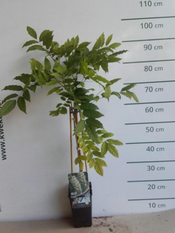 Wisteria sinensis Alba - Witte regen