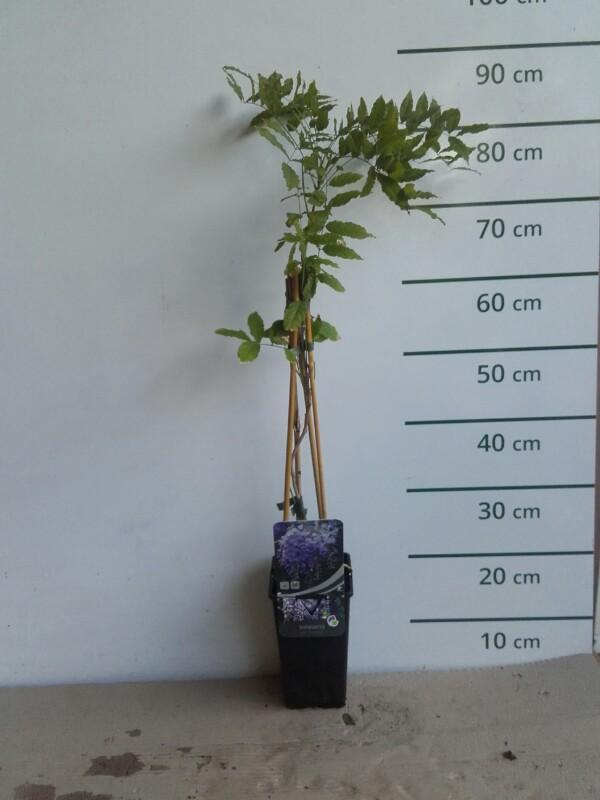 Wisteria sinensis 'Prolific' - Blauwe regen