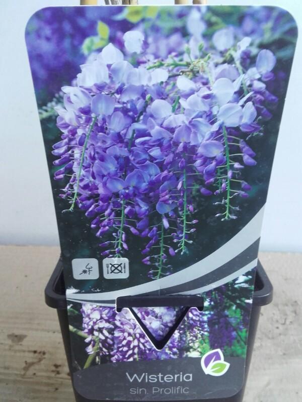 Wisteria sinensis 'Prolific' - Blauwe regen