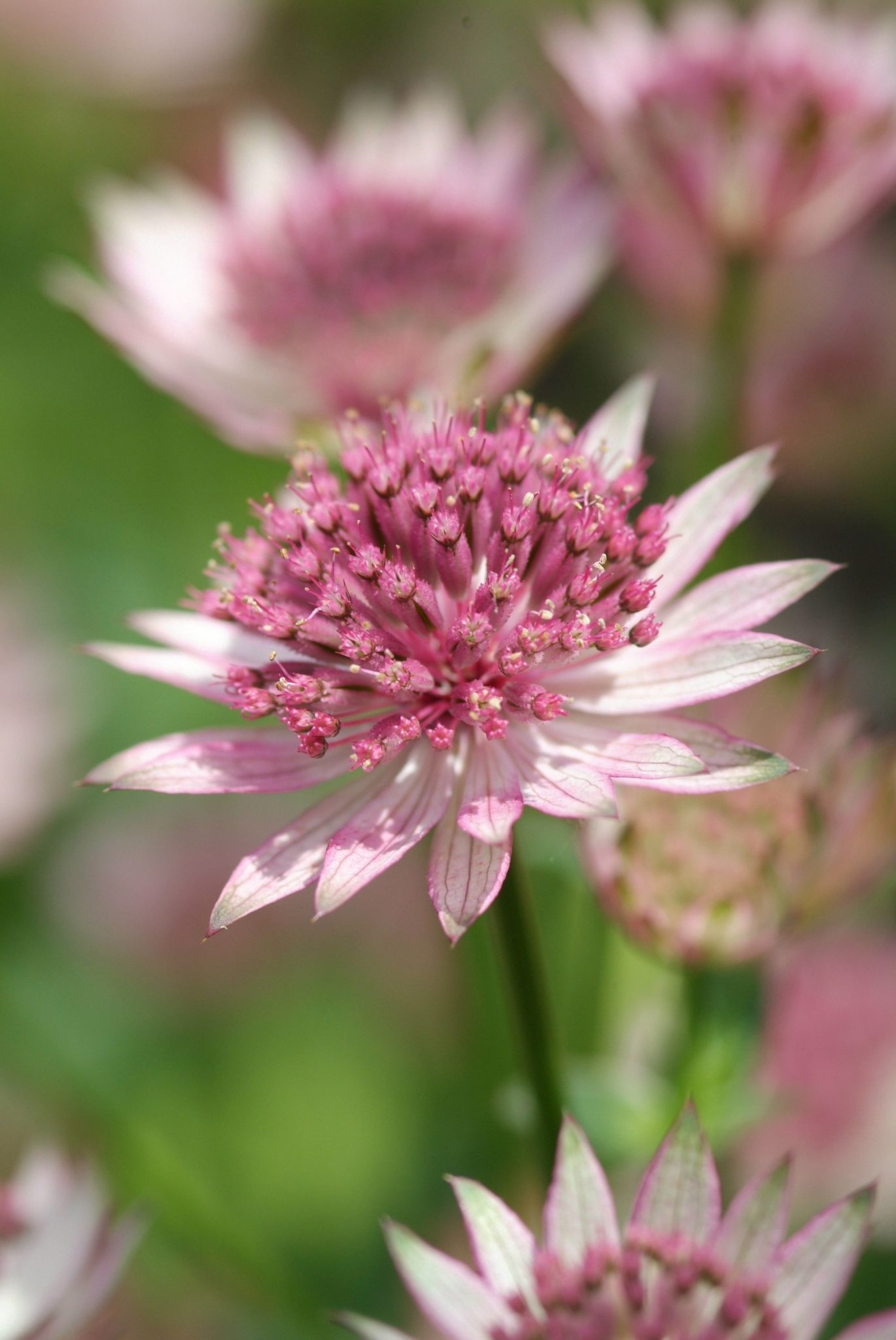 Zeeuws knoopje - Astrantia major 'Rubra'